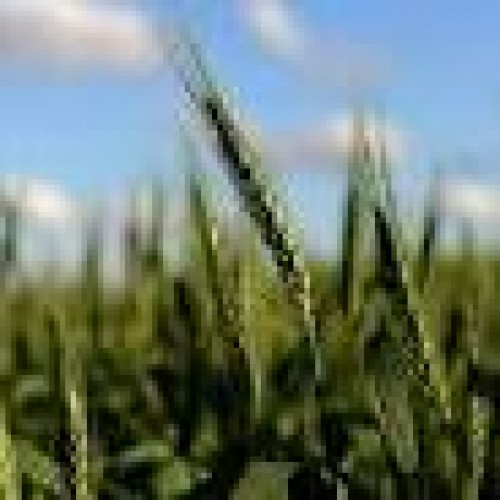 小滿．二十四節氣｜小滿濕氣重宜養脾胃中醫推薦5種黃色食物 ...